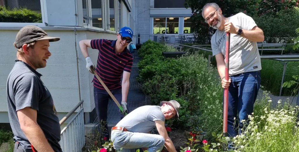 Vier Männer die in einem Garten frische Rosen verpflanzen.