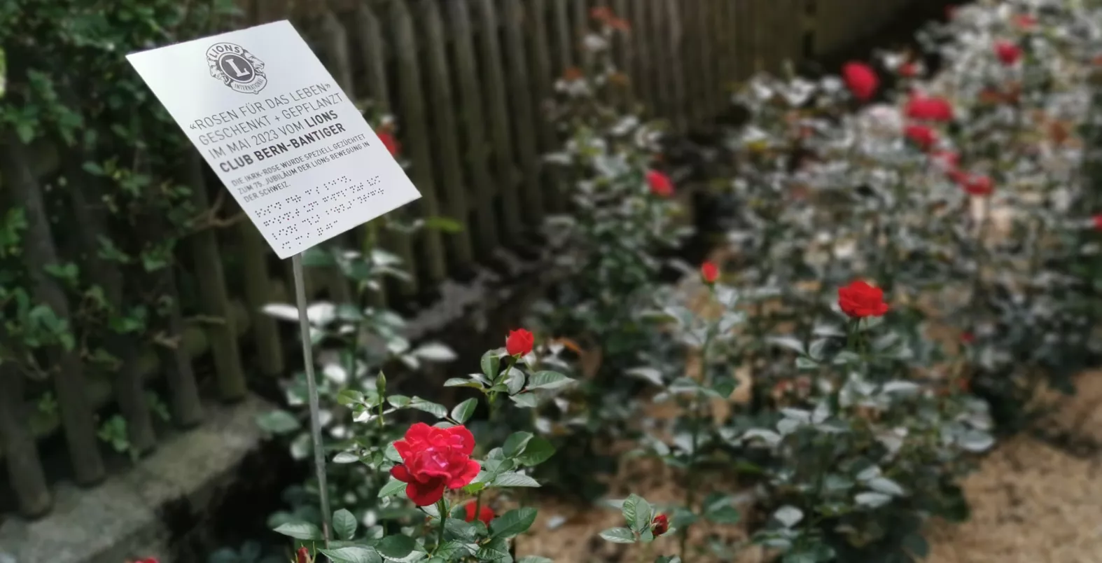 Bild zeigt Rosen mit einem Schild auf dem steht "Rosen für das Leben" Geschenkt + Gepflanzt im Mai 2023 vom Lions Club Bern-Bantiger